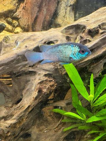 Andinoacara Pulcher Electric Blue beschikbaar voor biedingen