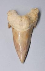 Fossiele tand - Otodus Obliquus - 9.3 cm