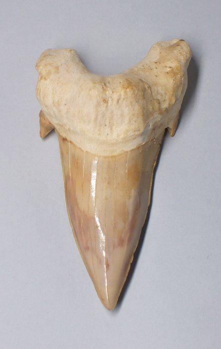 Fossiele tand - Otodus Obliquus - 9.3 cm, Verzamelen, Mineralen en Fossielen