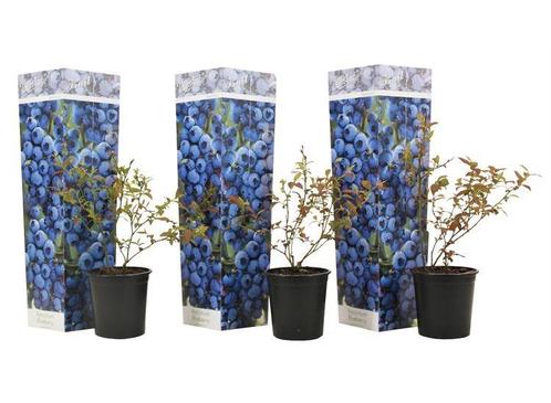 Blauwe bes - set van 3, Huis en Inrichting, Kamerplanten, Verzenden
