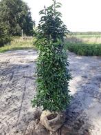 Volle Portugese Laurier (Prunus Lucitanica) 100 tot 225 cm, Haag, Laurier, 100 tot 250 cm
