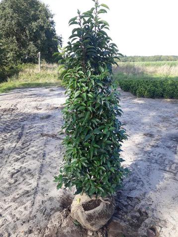 Volle Portugese Laurier (Prunus Lucitanica) 100 tot 225 cm