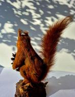 Roodstaart Eekhoorn Taxidermie volledige montage - Sciurus, Nieuw