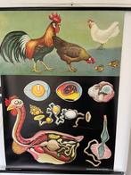 Jung-Koch-Quentell - Lehrmittelverlag Hagemann - Schoolplaat