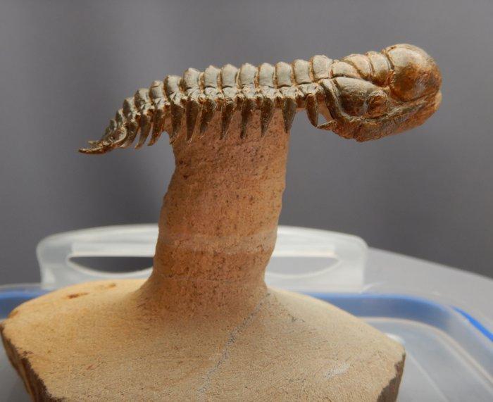 Trilobiet - Gefossiliseerd dier - Crotalocephalus gibbus -, Verzamelen, Mineralen en Fossielen