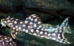 L082 Scobiancistrus SP.S Opal Spot Pleco, Dieren en Toebehoren, Zoetwatervis