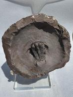 Trilobiet - Gefossiliseerd dier - Cyphaspides - 10 cm