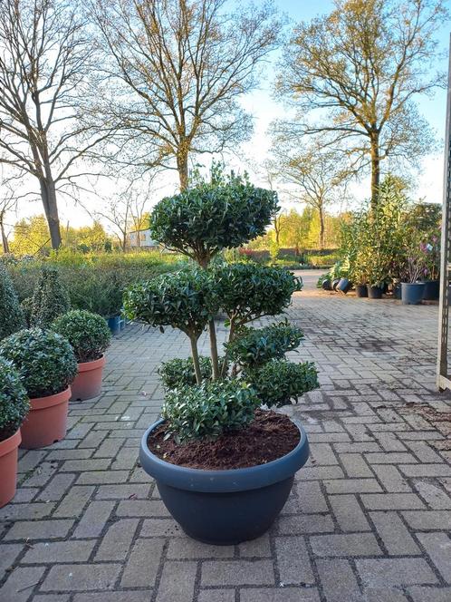 Iex Crenata bonsai Japanse hulst in Sierpot 80cm plant, Tuin en Terras, Bloembakken en Plantenbakken, Ophalen