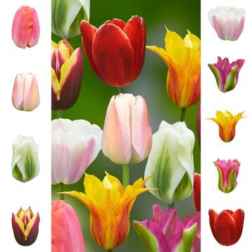 Bloembollens -72 x Tulpen  Collection   Essentials pakket - beschikbaar voor biedingen