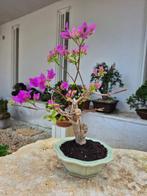Bougainvillea met lila bloemen - zonder minimumprijs -, Antiek en Kunst, Curiosa en Brocante