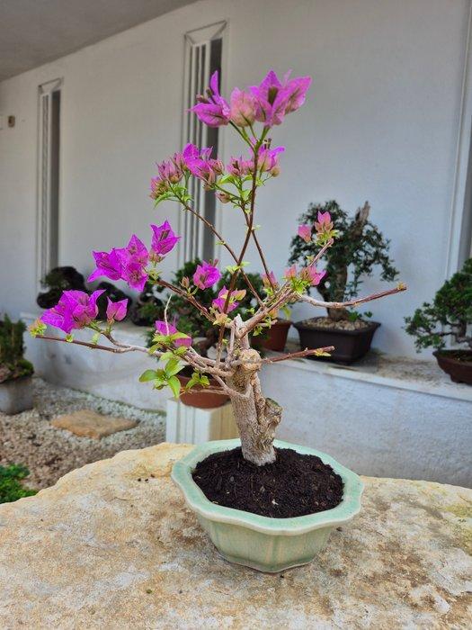 Bougainvillea met lila bloemen - zonder minimumprijs -, Antiek en Kunst, Curiosa en Brocante