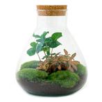 DIY terrarium - Sammie Coffea Red - Ø 22,5 cm  27 cm - Rake, Tuin en Terras, Verzenden