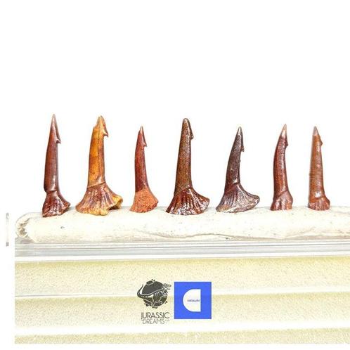 Set van 7 Onchopristis rostrale tanden stekels Krijt, Verzamelen, Mineralen en Fossielen