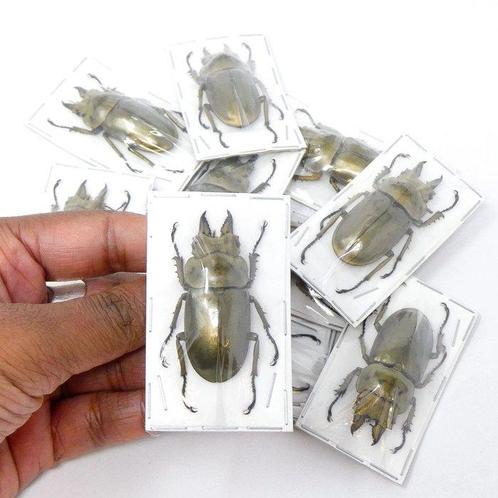 Set van 2 Golden Stag Beetles, A1 niet-gemonteerde, Antiek en Kunst, Curiosa en Brocante