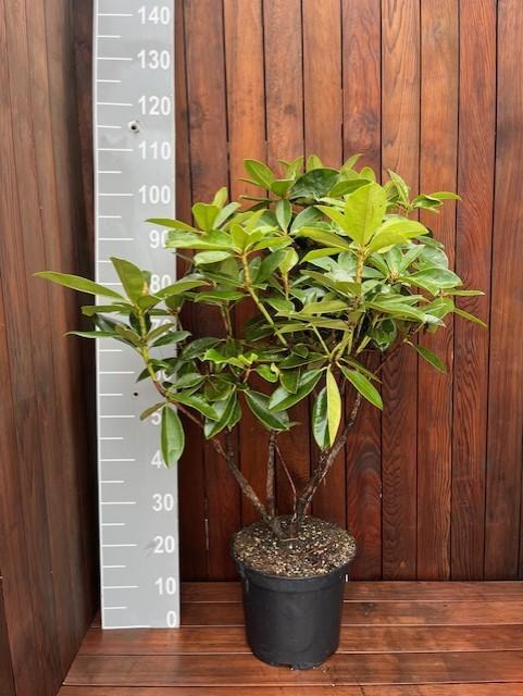 Bod gevraagd Partij 50 stuks Rhododendron 60-80 cm paars, Tuin en Terras, Planten | Struiken en Hagen, Rhododendron, Haag, Minder dan 100 cm