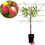 Prunus domestica Victoria Pruimenboom, leipakket + Pot 23, Verzenden, Volle zon