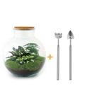 DIY terrarium - Bolder Bob -  30 cm - Rake + Shovel, Verzenden