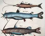 Matthäus Merian (1593-1650) - hand coloured engraving -, Antiek en Kunst