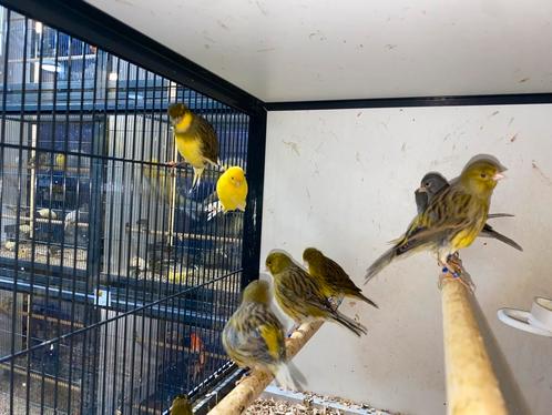 Kanaries in diverse kleuren | Mannen en poppen los te koop, Dieren en Toebehoren, Vogels | Kanaries, Kleurkanarie, Meerdere dieren