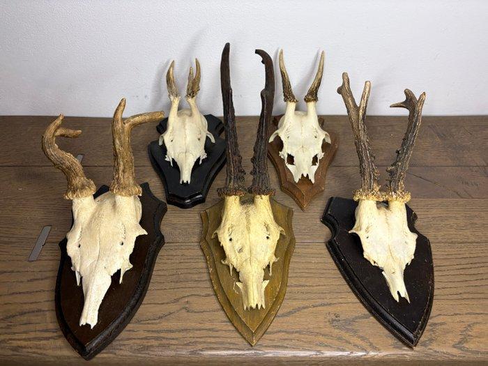 Reebok Schedel van een zoogdier - Capreolus capreolus - 20, Antiek en Kunst, Curiosa en Brocante