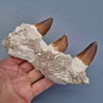 Fossil mosasaur jaw - Gefossiliseerde kaak - Mosasaurus