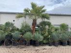 Winterharde palmbomen en prachtige exotische planten, Tuin en Terras, Planten | Bomen, In pot, Halfschaduw, Zomer, Ophalen of Verzenden