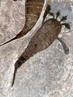 Prachtig Mortality Sea Scorpion-bord - twee exemplaren! -