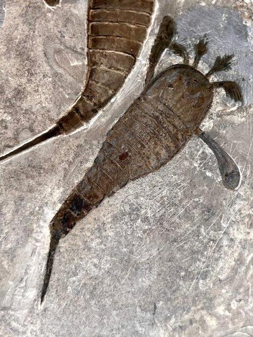 Prachtig Mortality Sea Scorpion-bord - twee exemplaren! -, Verzamelen, Mineralen en Fossielen