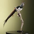 Fazant Taxidermie volledige montage - Chrysolophus, Verzamelen, Nieuw