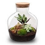 DIY Planten terrarium met licht - Fat Joe Red - Ø 29 cm  30, Tuin en Terras, Verzenden