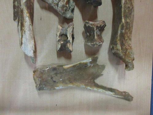 Mammoet en Bison - Fossiel bot - Mammout Primigenius en, Verzamelen, Mineralen en Fossielen