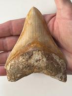 Megalodon tand 11,0 cm - Fossiele tand - Carcharocles