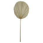 *palmblad tak gedroogd 50cm*, Huis en Inrichting, Woonaccessoires | Overige, Verzenden, Nieuw