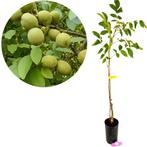 Juglans regia Franquette, Walnotenboom + pot, Verzenden, Volle zon