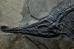 Fossiel - Fossiele matrix - Mixosaurus - 67 cm - 32 cm