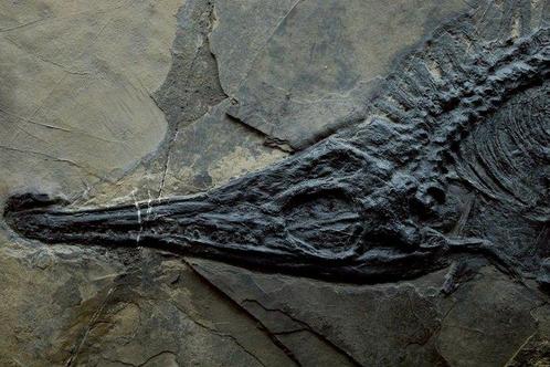 Fossiel - Fossiele matrix - Mixosaurus - 67 cm - 32 cm, Verzamelen, Mineralen en Fossielen
