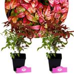 Nandina domestica Firepower + Pot 12cm 2 pcs, Verzenden, Volle zon