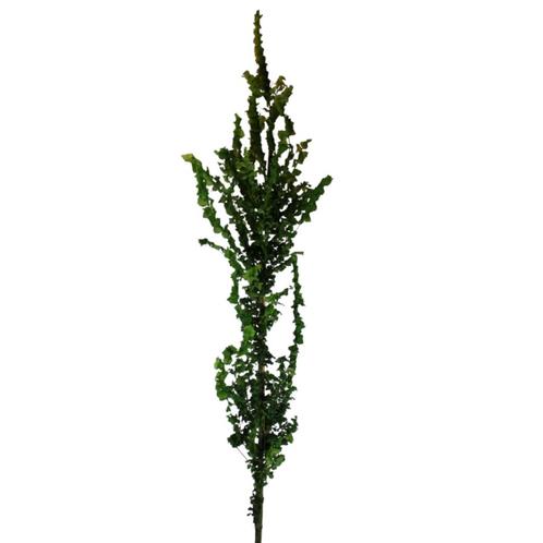 Goudiep - Ulmus hollandica Wredei - Omtrek: 6-10 cm | Hoogte, Tuin en Terras, Planten | Bomen, Ophalen of Verzenden