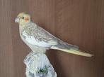 Valkparkiet Taxidermie volledige montage - Nymphicus, Antiek en Kunst, Curiosa en Brocante