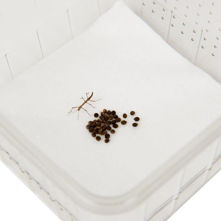 Kweekset eitjes van Indische wandelende Tak, PSG1, Dieren en Toebehoren, Insecten en Spinnen