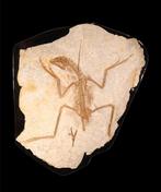 Dinosaurus - Gefossiliseerd dier - Anchiornis - 42 cm - 32