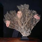 Reusachtige witte gorgonia - Venus waaier - gorgonia