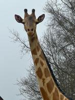 Super mooie Grote Giraf (430 cm hoog), Tuin en Terras, Tuinbeelden, Ophalen of Verzenden, Nieuw, Overige materialen, Dierenbeeld