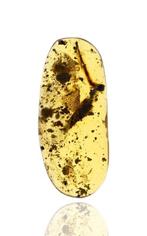 Birmese barnsteen - Fossiele cabochon - Rare Lizard Skin