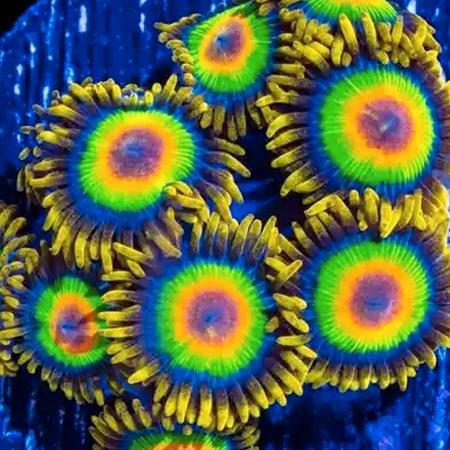Zoanthus Rastas Frag (2-3 poliepen), Dieren en Toebehoren, Vissen | Aquaria en Toebehoren, Ophalen of Verzenden