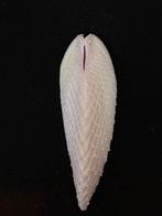 Tweekleppige Schelpdier - S-70 LIMA LIMA (Zonder, Nieuw