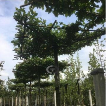 Dakhaagbeuk - Carpinus betulus - Kruisdak | omtrek: 8-12 cm beschikbaar voor biedingen