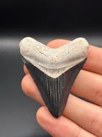 Megalodon - Fossiele tand - CARCHARIAS MEGALODON - 6.2 cm -, Verzamelen, Mineralen en Fossielen