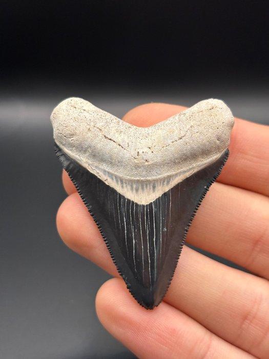 Megalodon - Fossiele tand - CARCHARIAS MEGALODON - 6.2 cm -, Verzamelen, Mineralen en Fossielen
