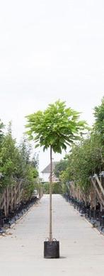 Bol Catalpa Catalpa Bignonniodes Nana h 280 cm st. omtrek 12, Tuin en Terras, Planten | Bomen, Verzenden